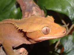 /images/crested_gecko2_250x187.jpg