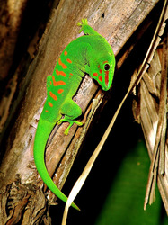 /images/day_gecko_187x250.jpg