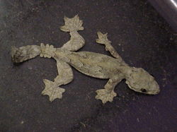 /images/flying_gecko2_250x187.jpg