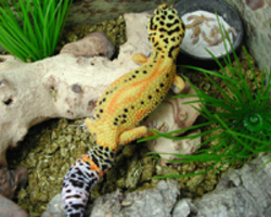 /images/skye_250x200.jpg