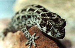 /images/viper_gecko_250x160.jpg